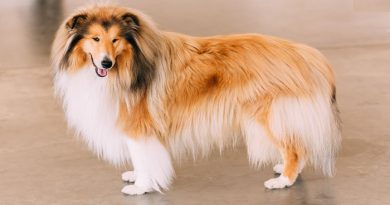 rough-collie-netmarkers