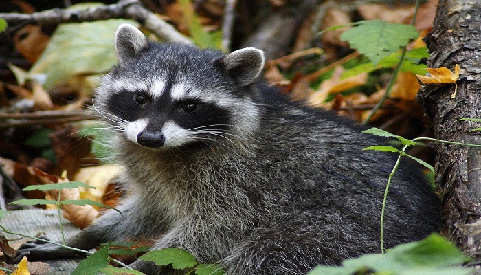 The Raccoon-netmarkers