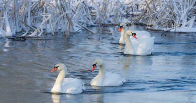 The Swan-netmarkers