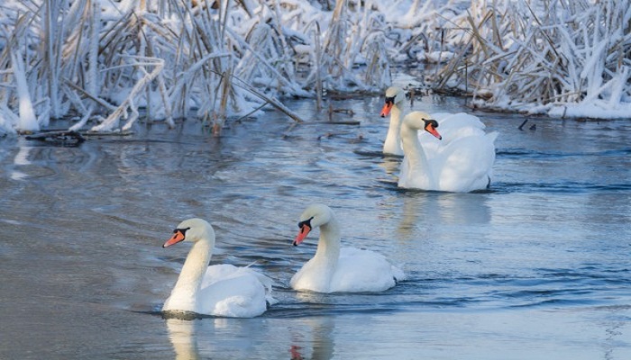 The Swan-netmarkers