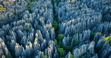 tsingy-forest-madagascar-netmarkers