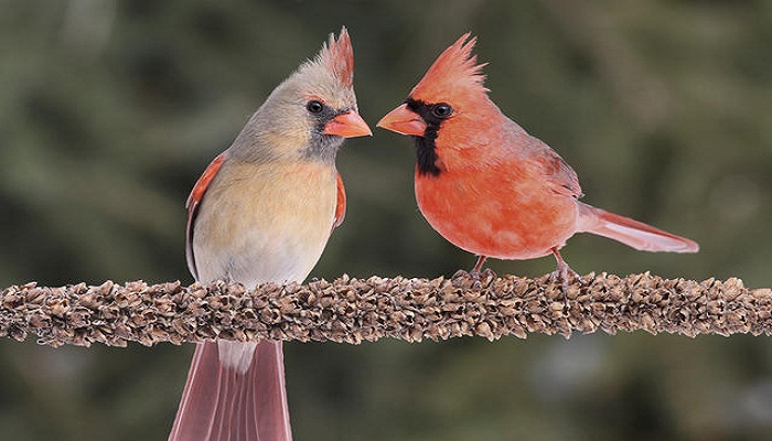 cardinals-Netmarkers