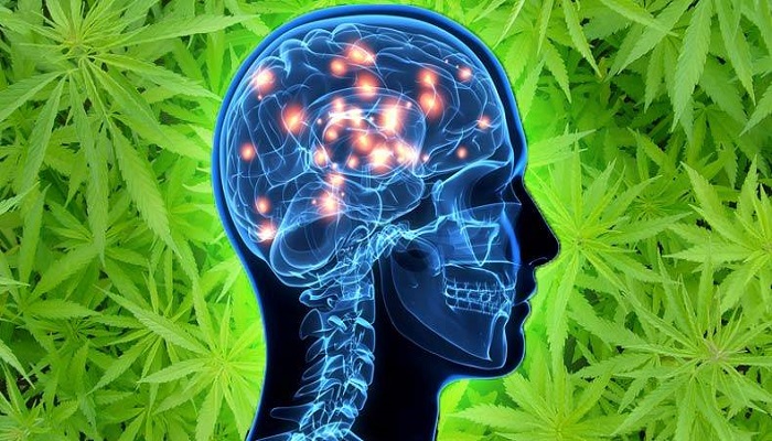 marijuana-alzheimer-treatment-netmarkers