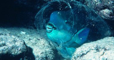 parrotfish-netmarkers