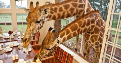 giraffe-hotel-in-kenya-netmarkers