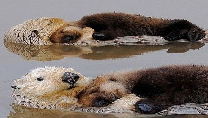otters-netmarkers
