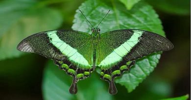 the-emerald-swallowtail-netmarkers