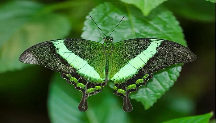 the-emerald-swallowtail-netmarkers
