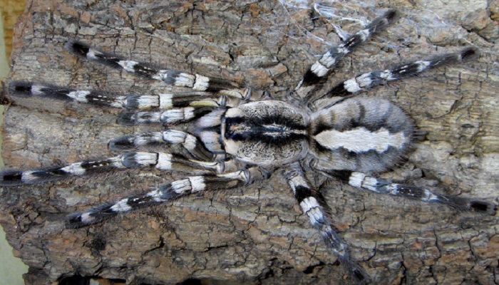 fringed-ornamental-tarantula-poecilotheria-netmarkers