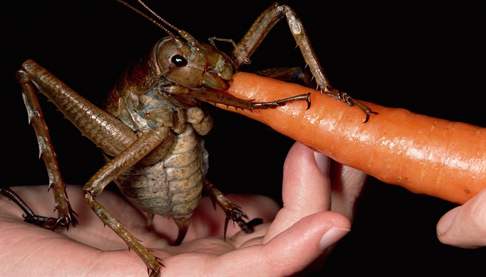 largest-insect-little-barrier-island-giant-weta-netmarkers
