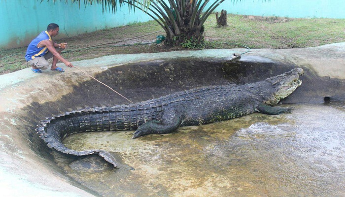 largest-saltwater-crocodile-netmarkers