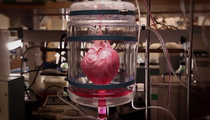 scientists-may-soon-be-able-to-grow-hearts-for-transplants-netmarkers