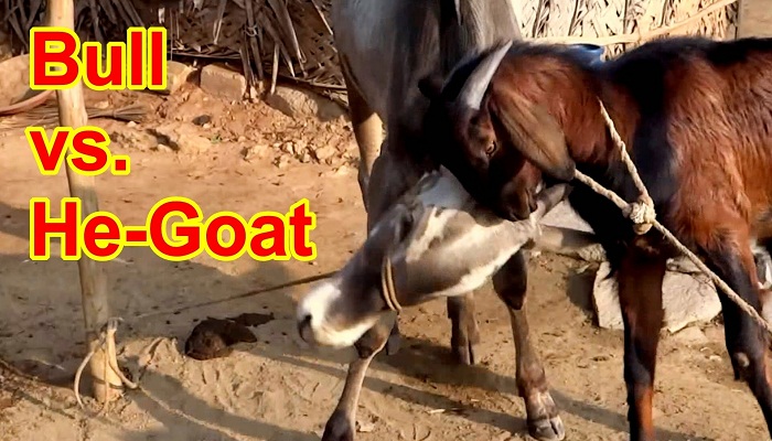 bull-goat-fight-netmarkers