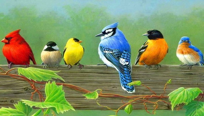 Beautiful-Birds-Netmarkers