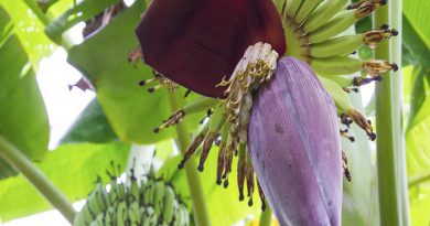 Health-Benefits-Of-Banana-Flowers-Netmarkers