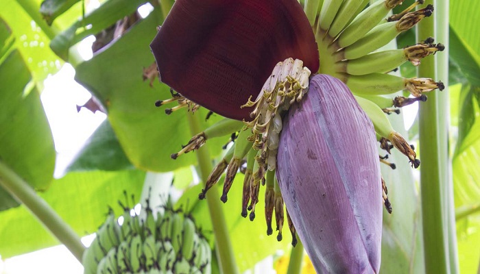 Health-Benefits-Of-Banana-Flowers-Netmarkers