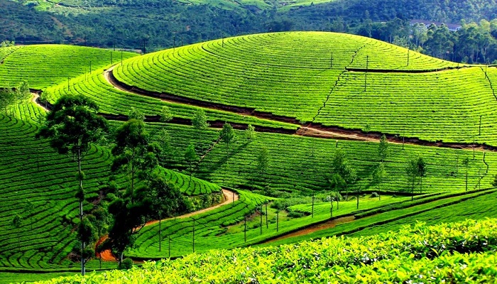 Kolukkumalai-Tea-Estate-Munnar-India-Netmarkers