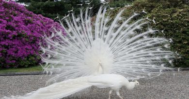 peacock-2-netmarkers