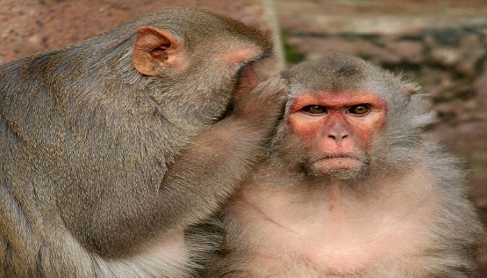 what if monkeys can talk-Netmarkers