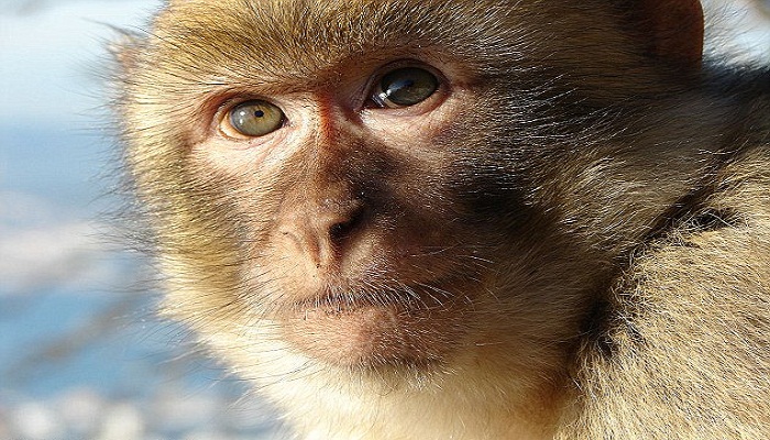 why monkeys can't speak-Netmarkers