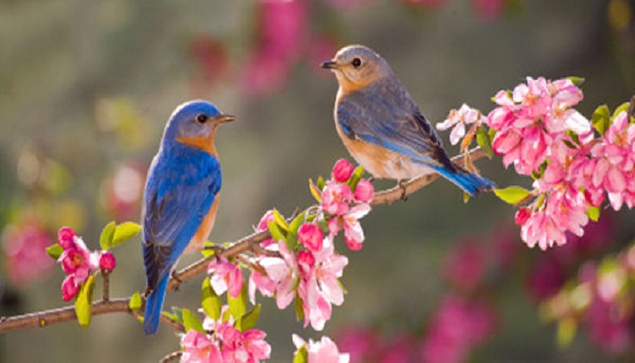 pair-of-bluebirds-Netmarkers
