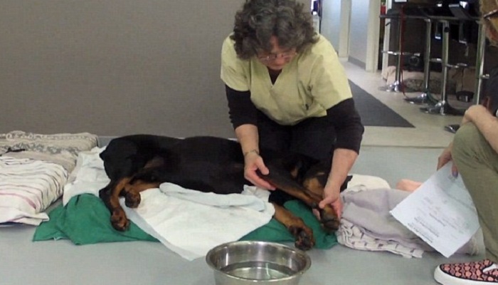 The-poor-Doberman-who-was-paralyzed-Netmarkers