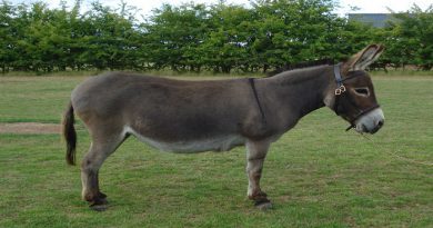 donkey-Netmarkers