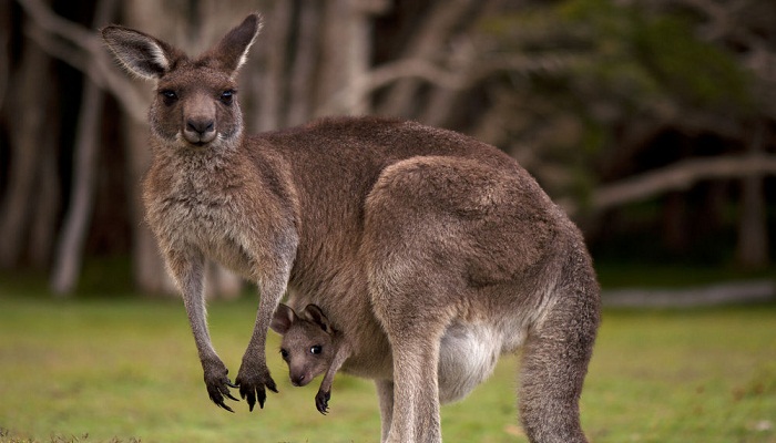kangaroo-with-child-Netmarkers