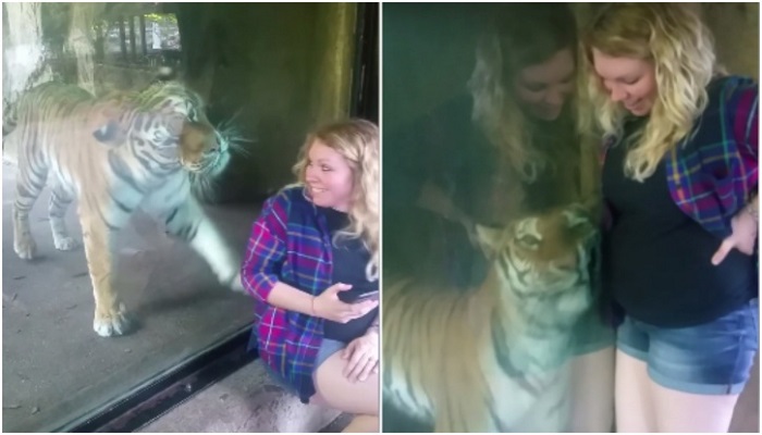 tiger cuddles pregnant mother