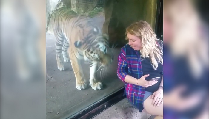 tiger pampering woman