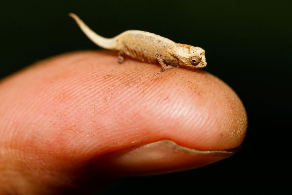 World's smallest Chameleon
