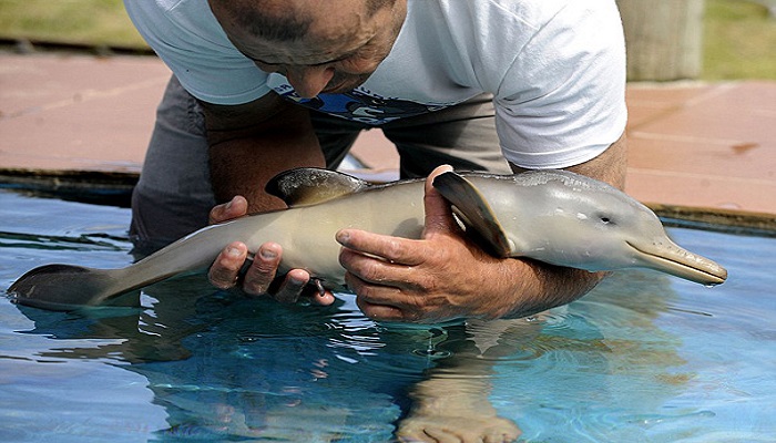 baby dolphin netmarkers
