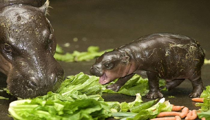 baby hippo netmarkers