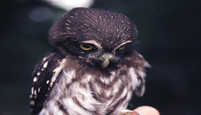 baby owl netmarkers