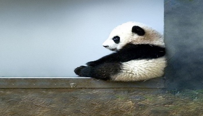 baby panda netmarkers