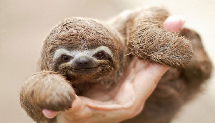 baby sloth netmarkers