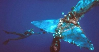 When-sea-animals-get-stuck-in-trash-netmarkers