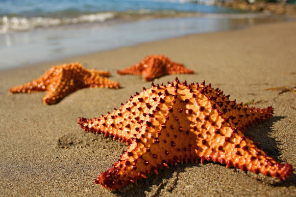 Biscuit-starfish