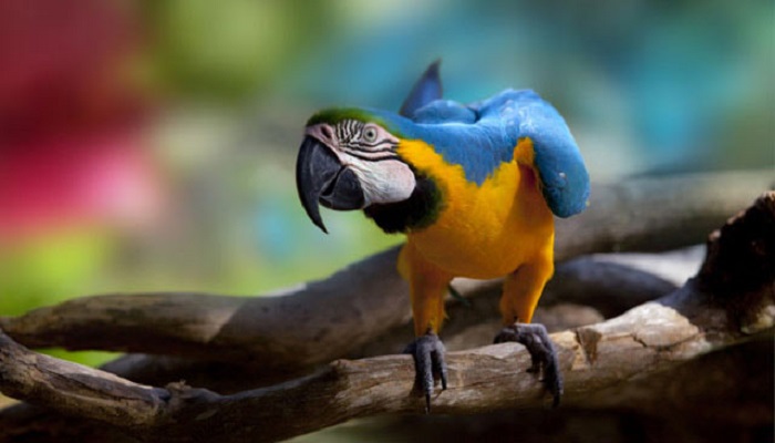 Macaw-netmarkers