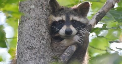 Raccoon-netmarkers