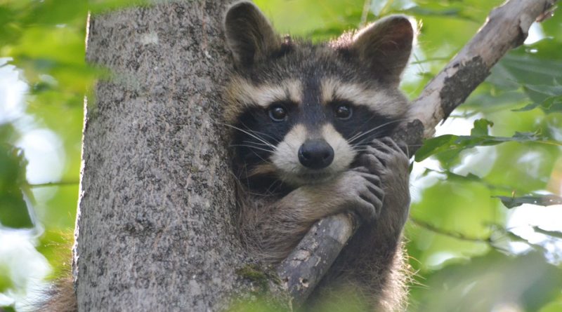 Raccoon-netmarkers
