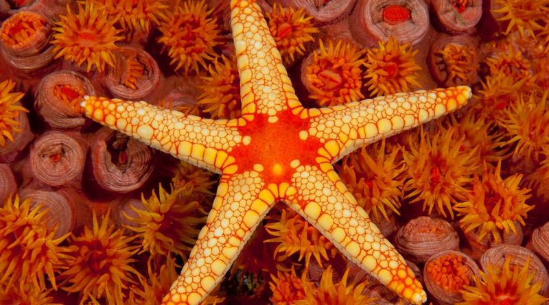 starfish-netmarkers
