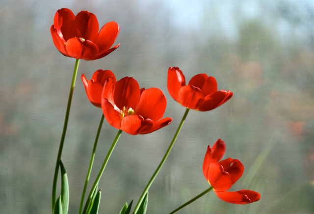 tulips-netmarkers