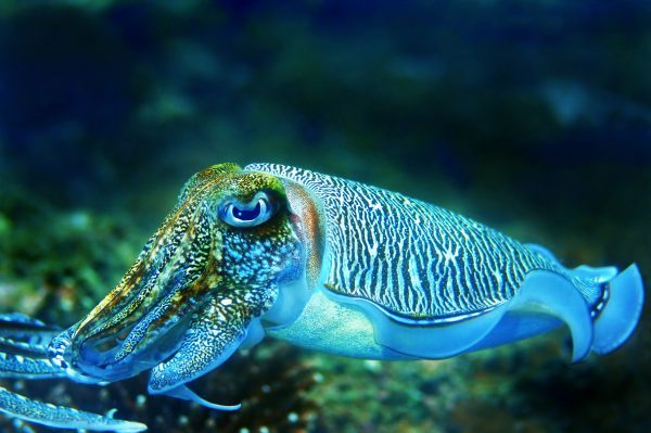 Cuttlefish-netmarkers