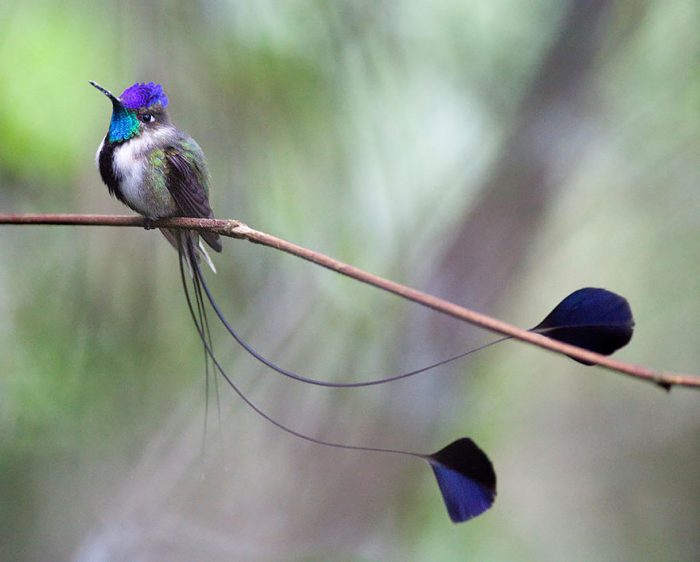 hummingbird-netmarkers