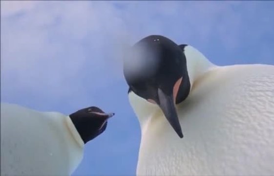 penguin-netmarkers