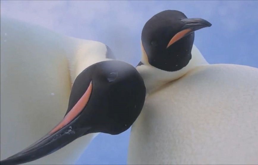 penguin4-netmarkers