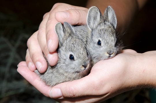 Pygmy Rabbit-netmarkers