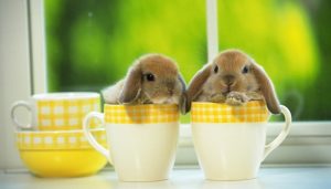 rabbits-netmarkers