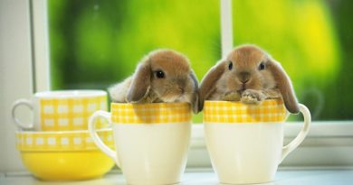 rabbits-netmarkers